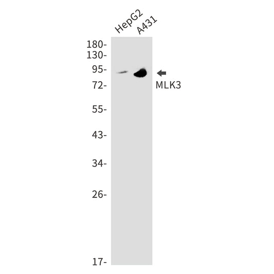 MLK3 Rabbit Monoclonal Antibody