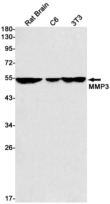 MMP3 Rabbit Monoclonal Antibody