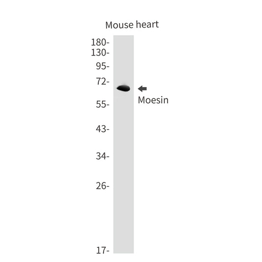 Moesin Rabbit Monoclonal Antibody