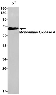 Monoamine Oxidase A Rabbit Monoclonal Antibody