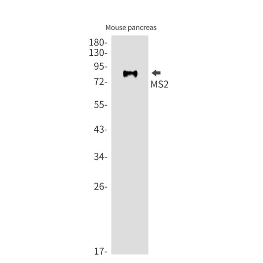 MS2 Rabbit Monoclonal Antibody