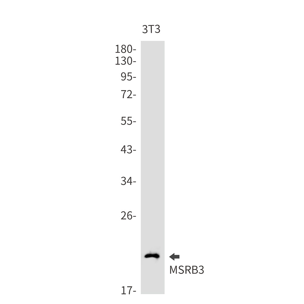 MSRB3 Rabbit Monoclonal Antibody