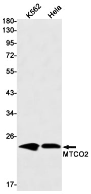MTCO2 Rabbit Monoclonal Antibody