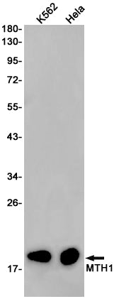 MTH1 Rabbit Monoclonal Antibody