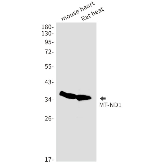 MT ND1 Rabbit Monoclonal Antibody