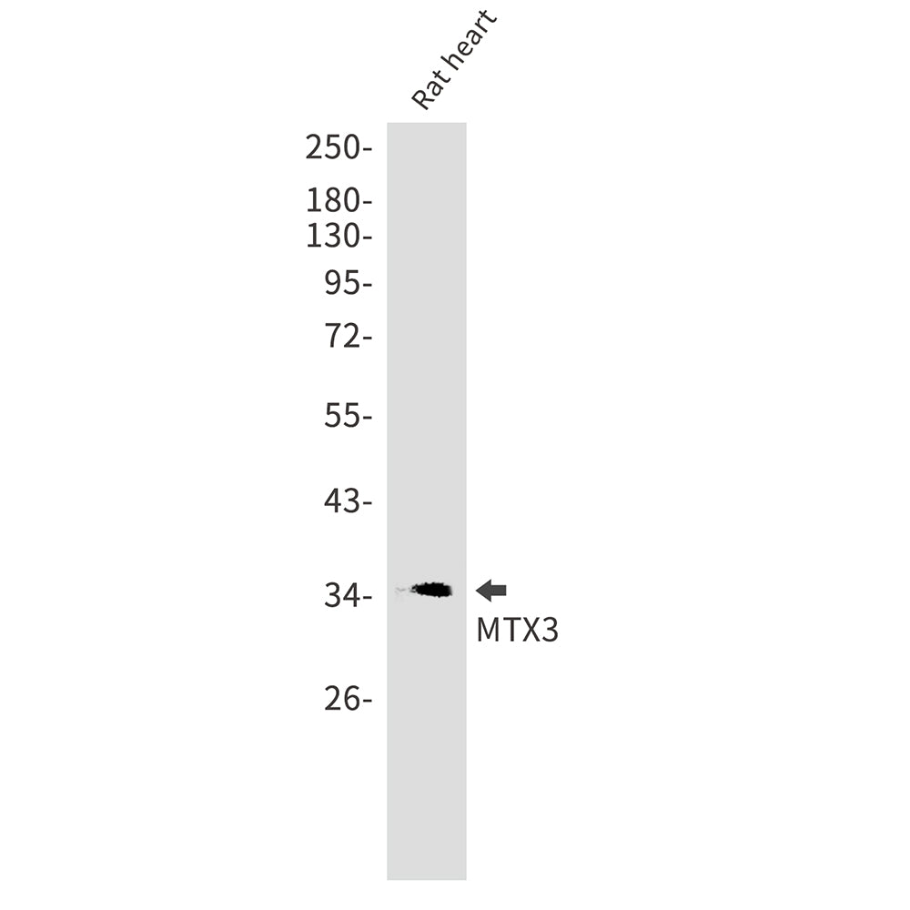 MTX3 Rabbit Monoclonal Antibody