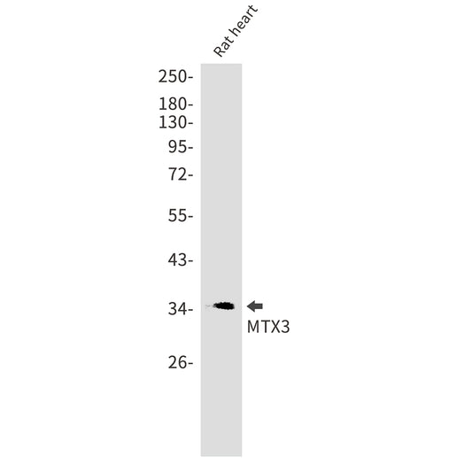 MTX3 Rabbit Monoclonal Antibody