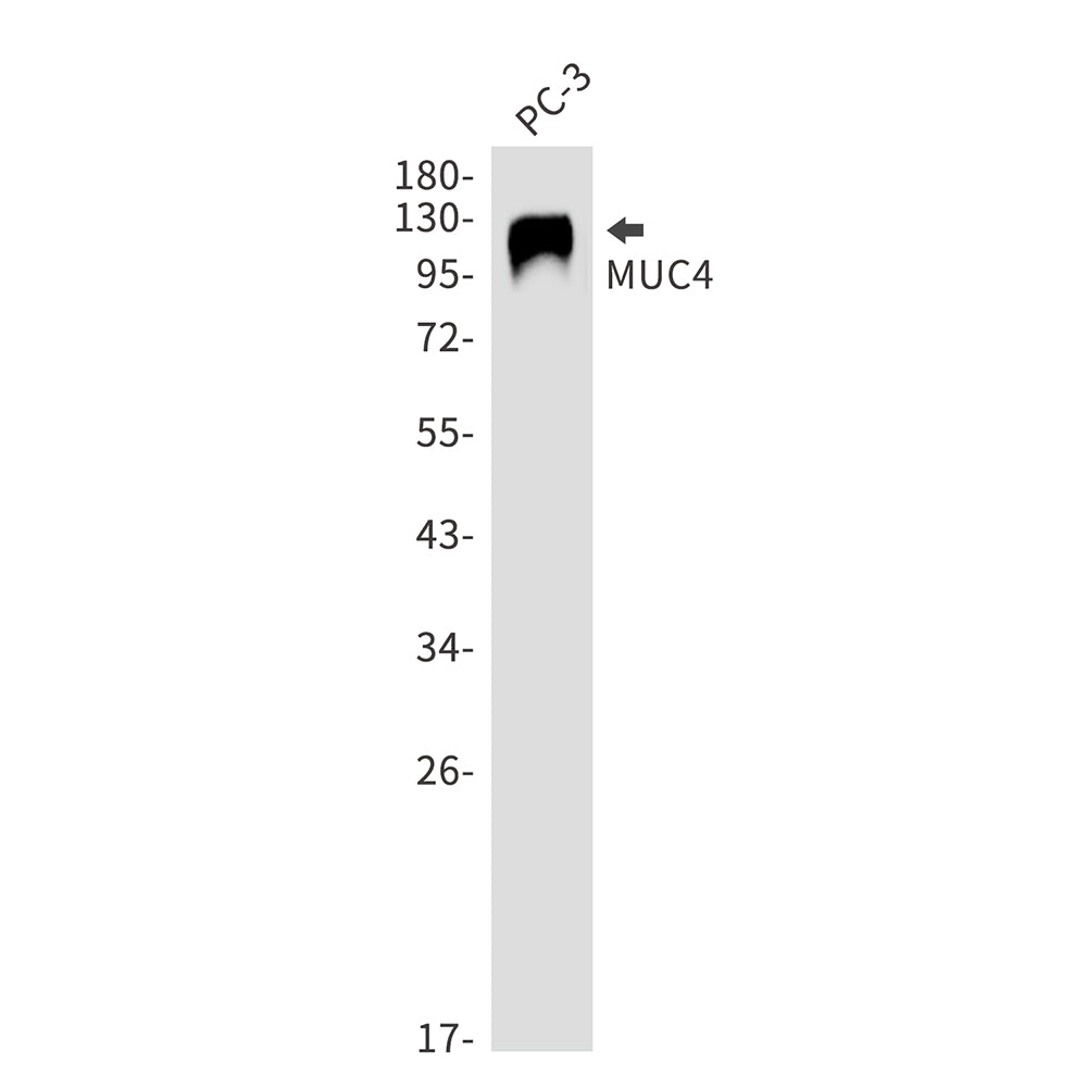 Mucin 4 Rabbit Monoclonal Antibody