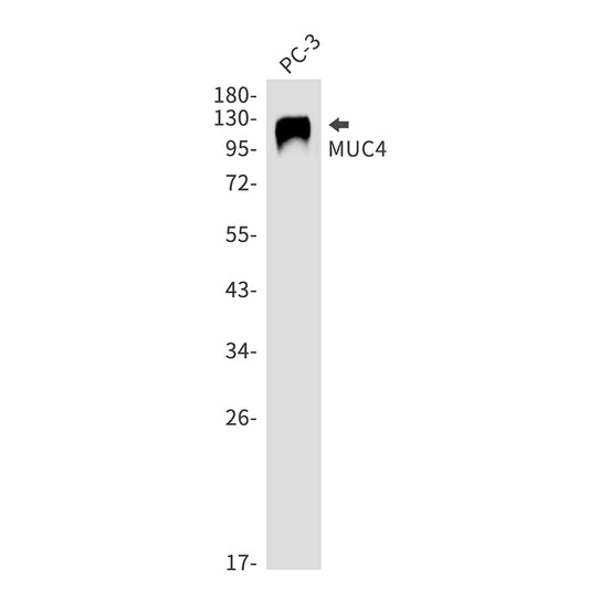 Mucin 4 Rabbit Monoclonal Antibody