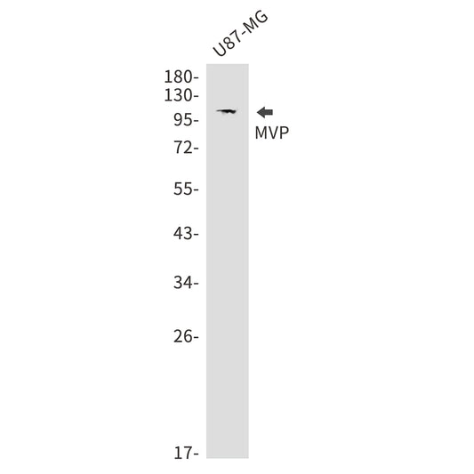 MVP Rabbit Monoclonal Antibody