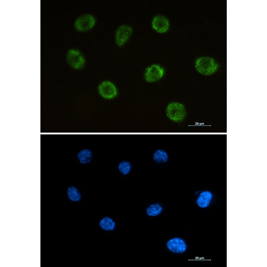 MOG Rabbit Monoclonal Antibody
