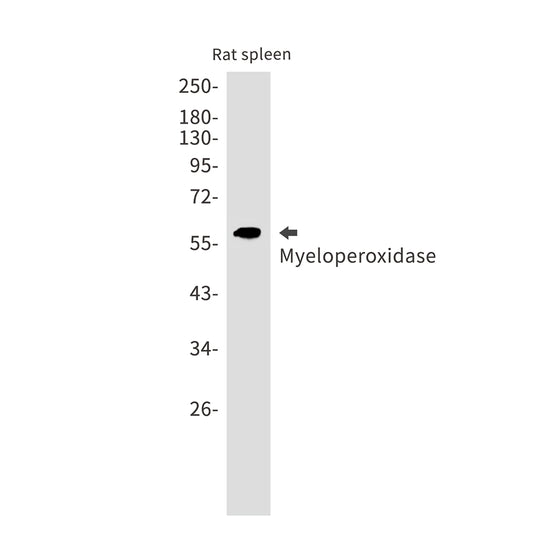 Myeloperoxidase Rabbit Monoclonal Antibody