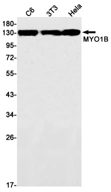 MYO1B Rabbit Monoclonal Antibody