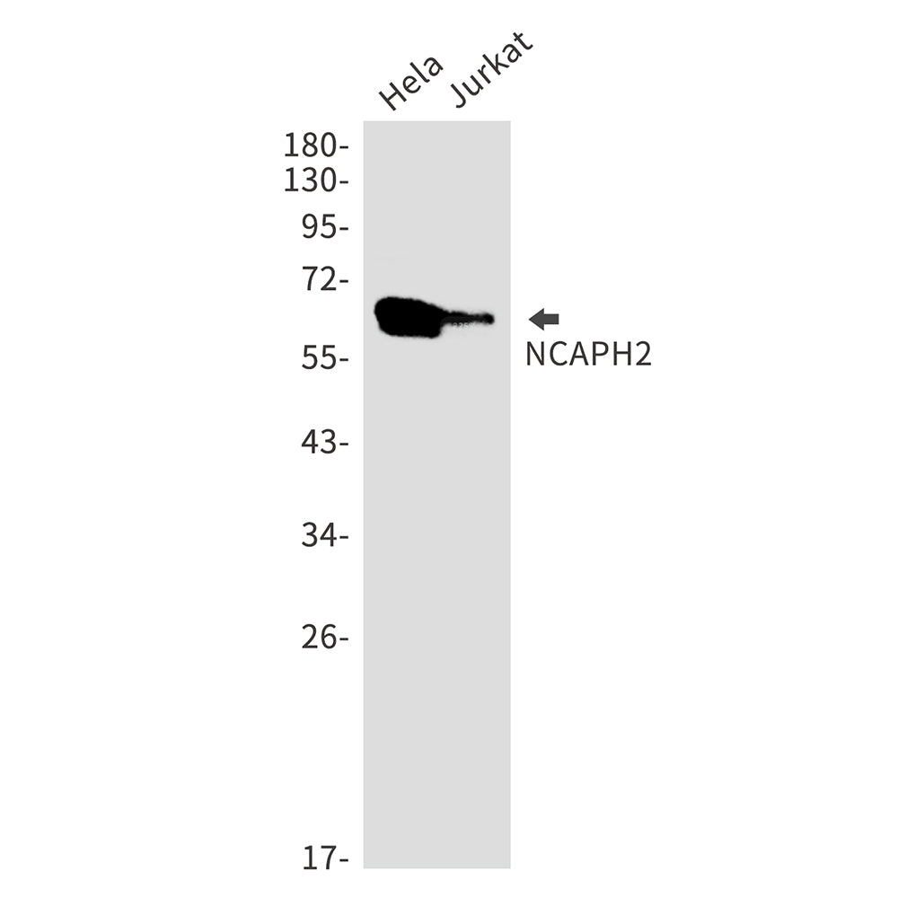 NCAPH2 Rabbit Monoclonal Antibody