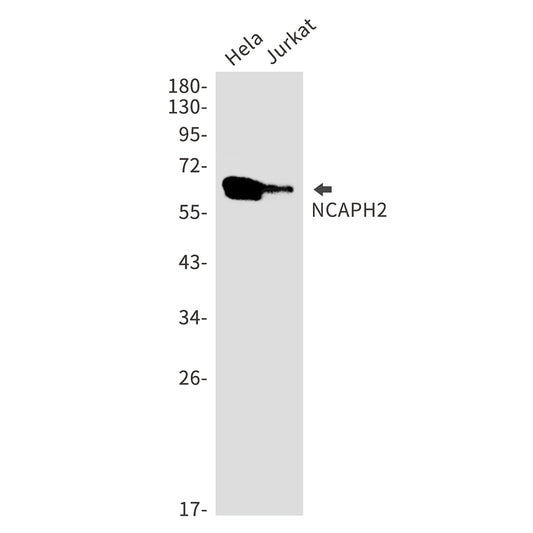 NCAPH2 Rabbit Monoclonal Antibody
