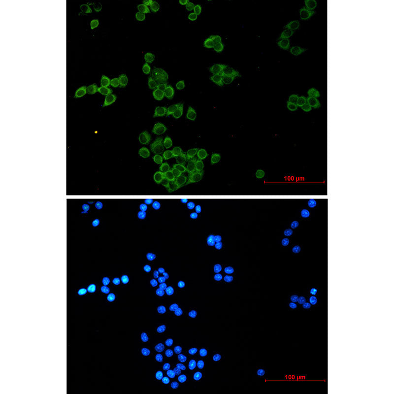 NCK1 Rabbit Monoclonal Antibody