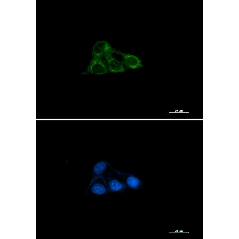NDUFAF4 Rabbit Monoclonal Antibody