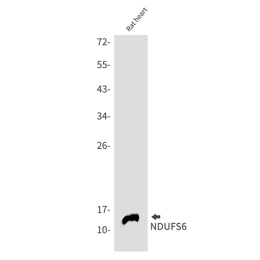 NDUFS6 Rabbit Monoclonal Antibody
