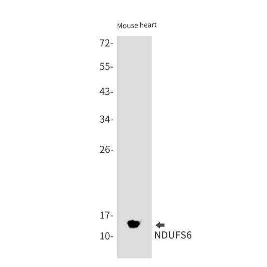 NDUFS6 Rabbit Monoclonal Antibody