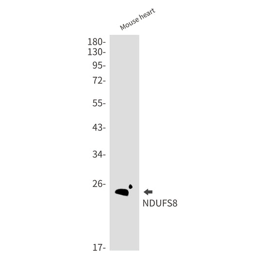 NDUFS8 Rabbit Monoclonal Antibody