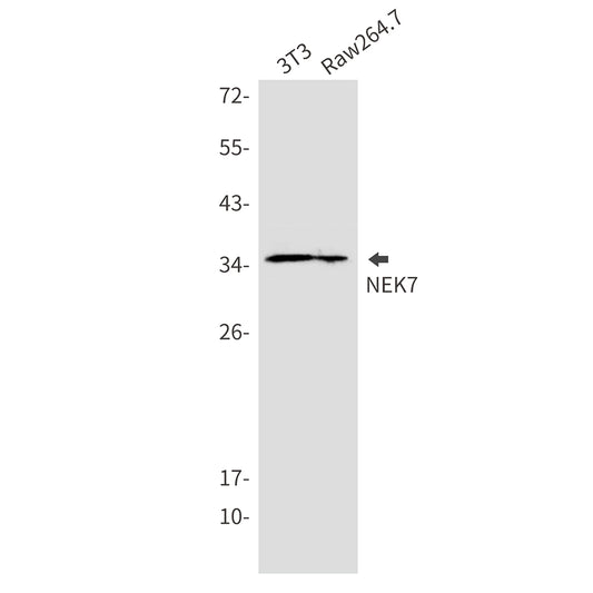 NEK7 Rabbit Monoclonal Antibody