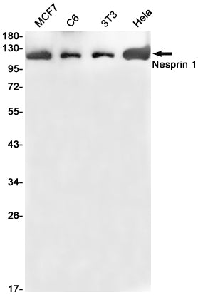 Nesprin1 Rabbit Monoclonal Antibody