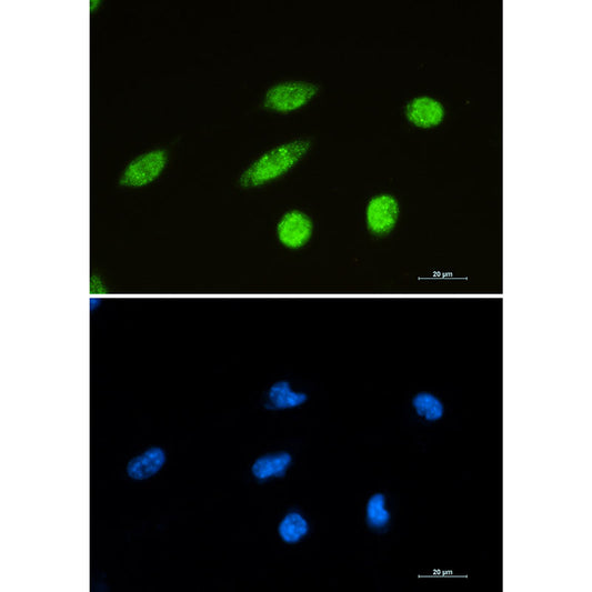 NeuN Rabbit Monoclonal Antibody