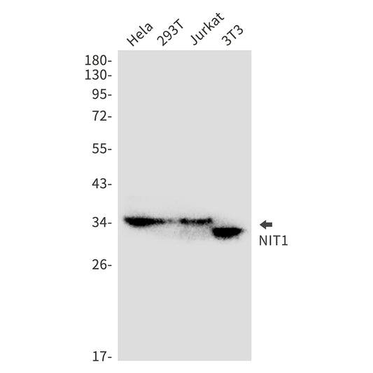 NIT1 Rabbit Monoclonal Antibody