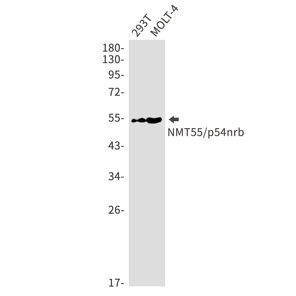 NONO Rabbit Monoclonal Antibody
