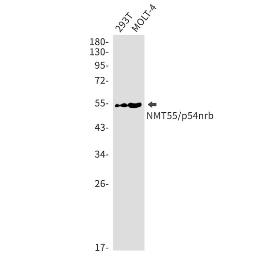 NONO Rabbit Monoclonal Antibody