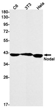 Nodal Rabbit Monoclonal Antibody