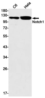 Notch1 Rabbit Monoclonal Antibody