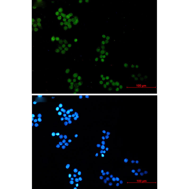 NTH1 Rabbit Monoclonal Antibody