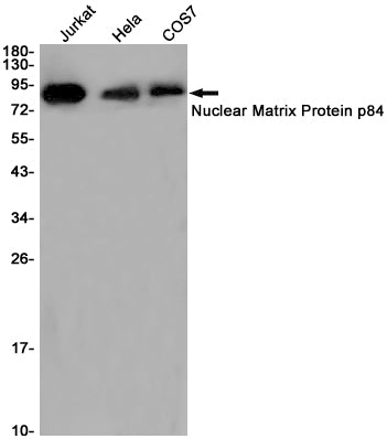 THO Complex Subunit 1 Rabbit Monoclonal Antibody