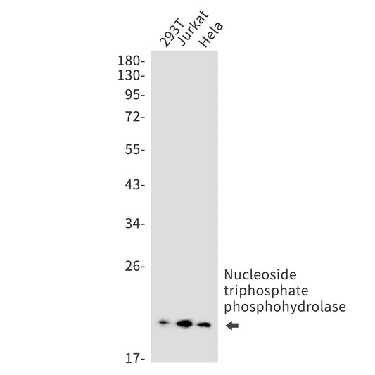 NTPCR Rabbit Monoclonal Antibody