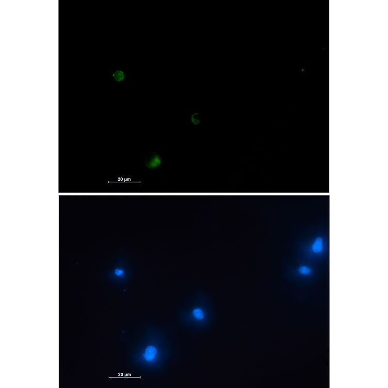NUDT19 Rabbit Monoclonal Antibody