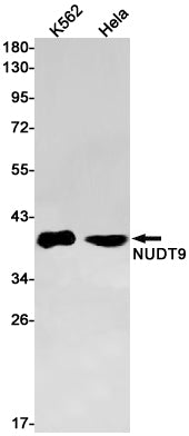 NUDT9 Rabbit Monoclonal Antibody