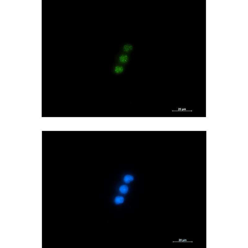 NXF1 Rabbit Monoclonal Antibody