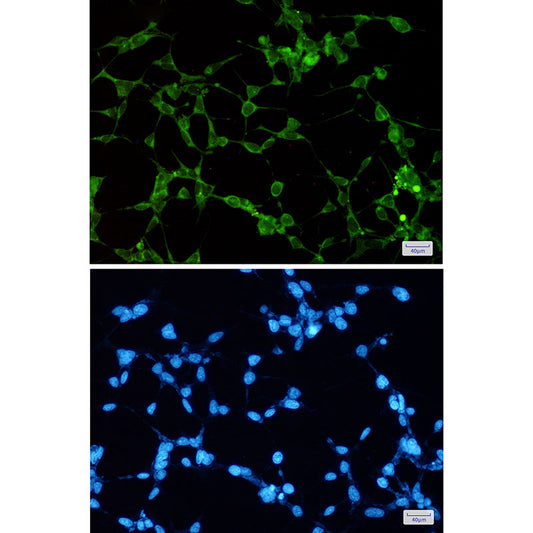 ORP1 Rabbit Monoclonal Antibody