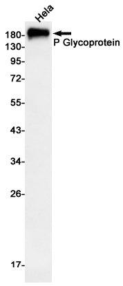 P Glycoprotein Rabbit Monoclonal Antibody