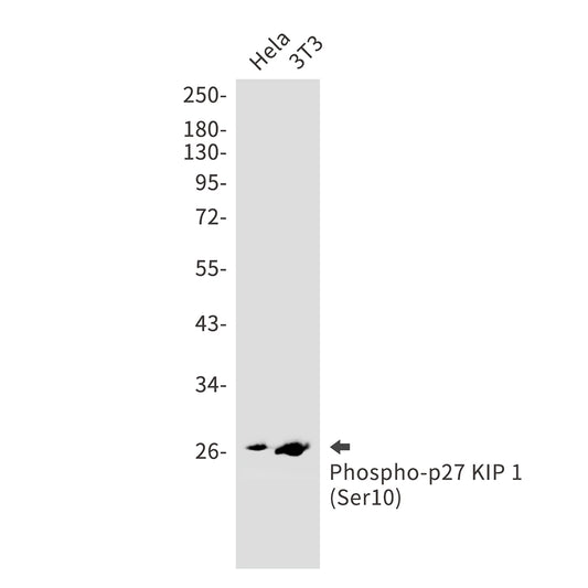 Phospho-p27 Kip 1 (Ser10) Rabbit Monoclonal Antibody