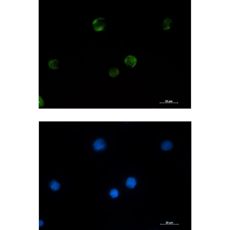 PAK1 Rabbit Monoclonal Antibody