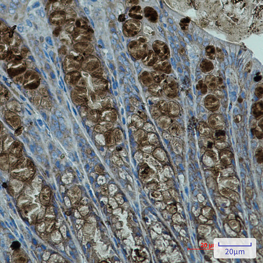 PBK Rabbit Monoclonal Antibody