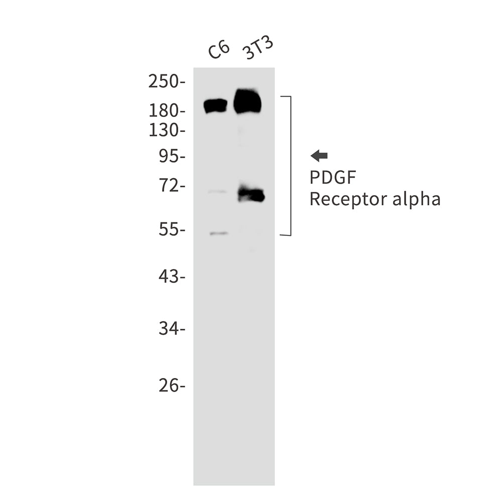 PDGFR alpha Rabbit Monoclonal Antibody