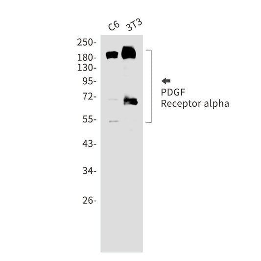 PDGFR alpha Rabbit Monoclonal Antibody