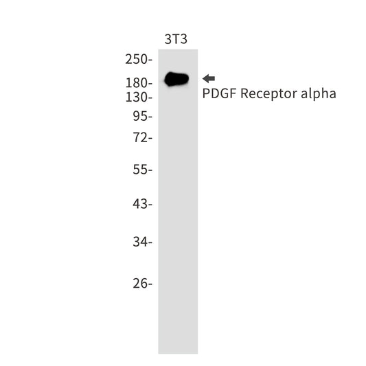 PDGFR alpha Rabbit Monoclonal Antibody