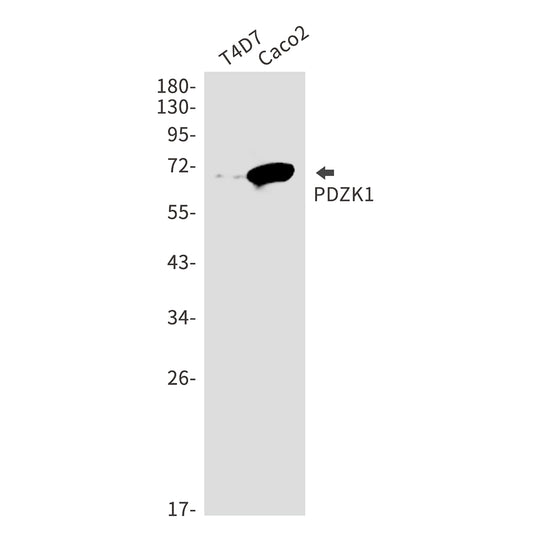PDZK1 Rabbit Monoclonal Antibody