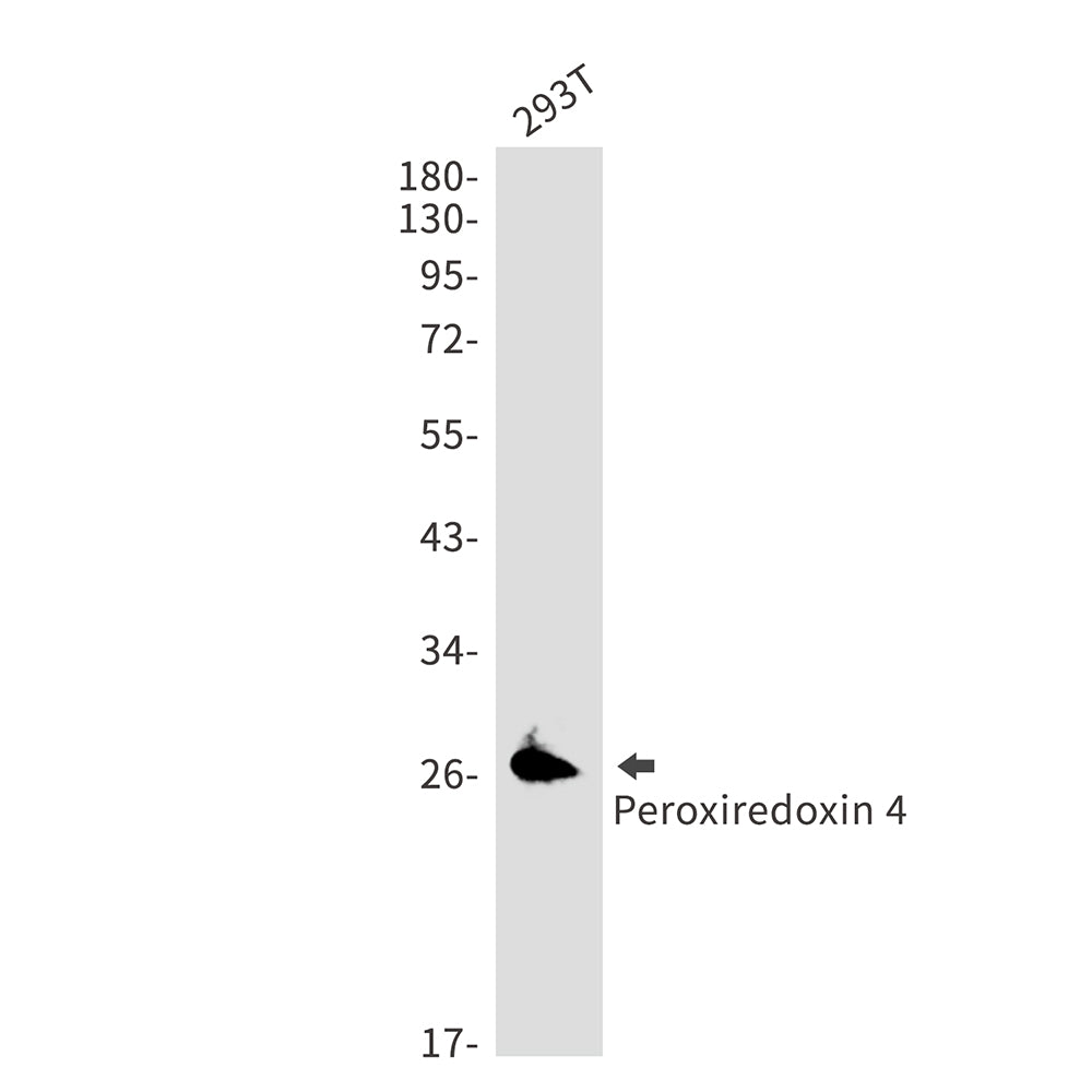 Peroxiredoxin 4 Rabbit Monoclonal Antibody