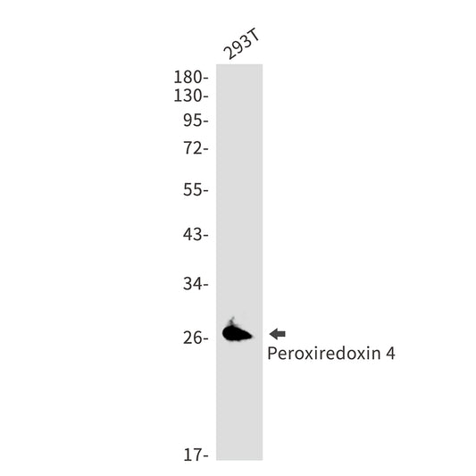 Peroxiredoxin 4 Rabbit Monoclonal Antibody