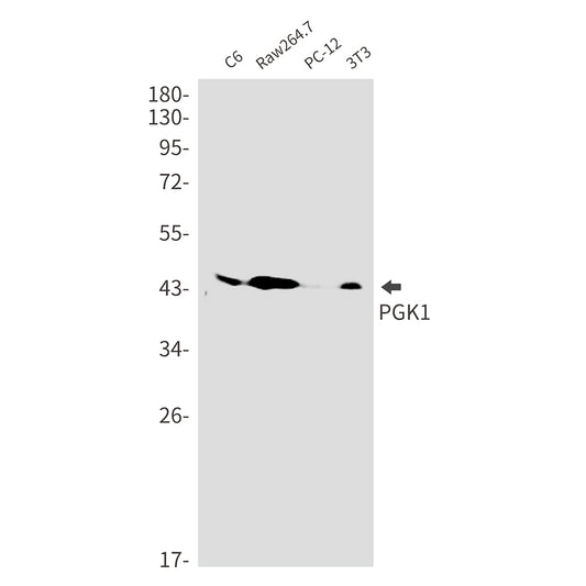 PGK1 Rabbit Monoclonal Antibody